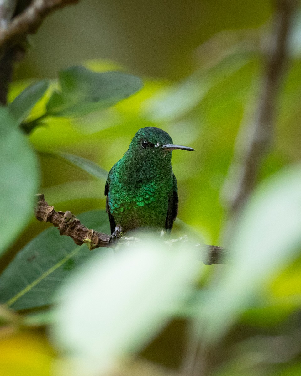 Grünamazilie - ML644681992