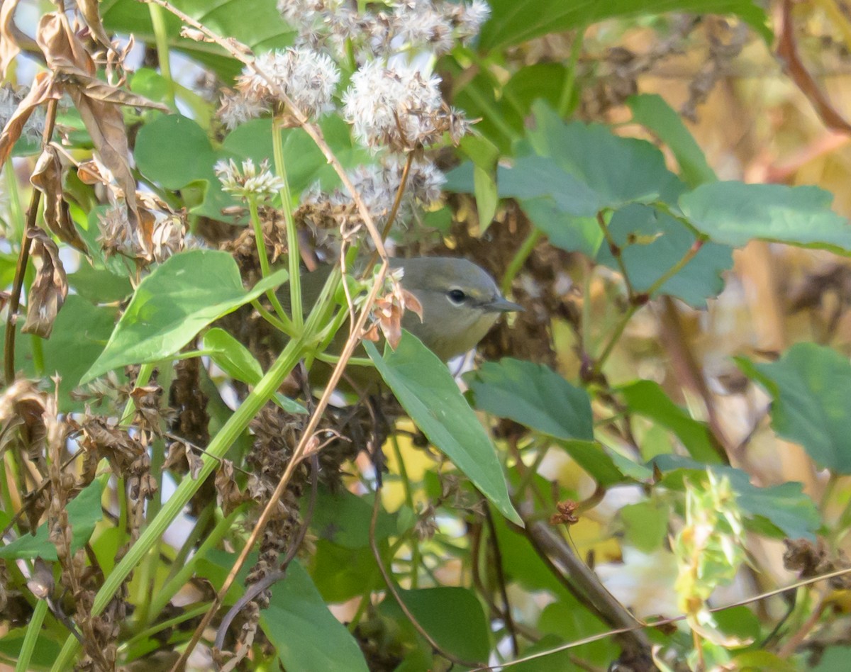Orange-crowned Warbler - ML644681995