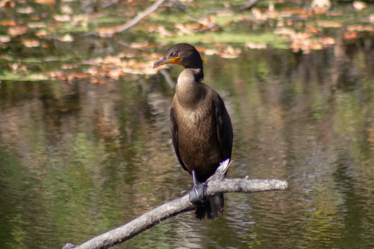 Cormoran à aigrettes - ML644682000