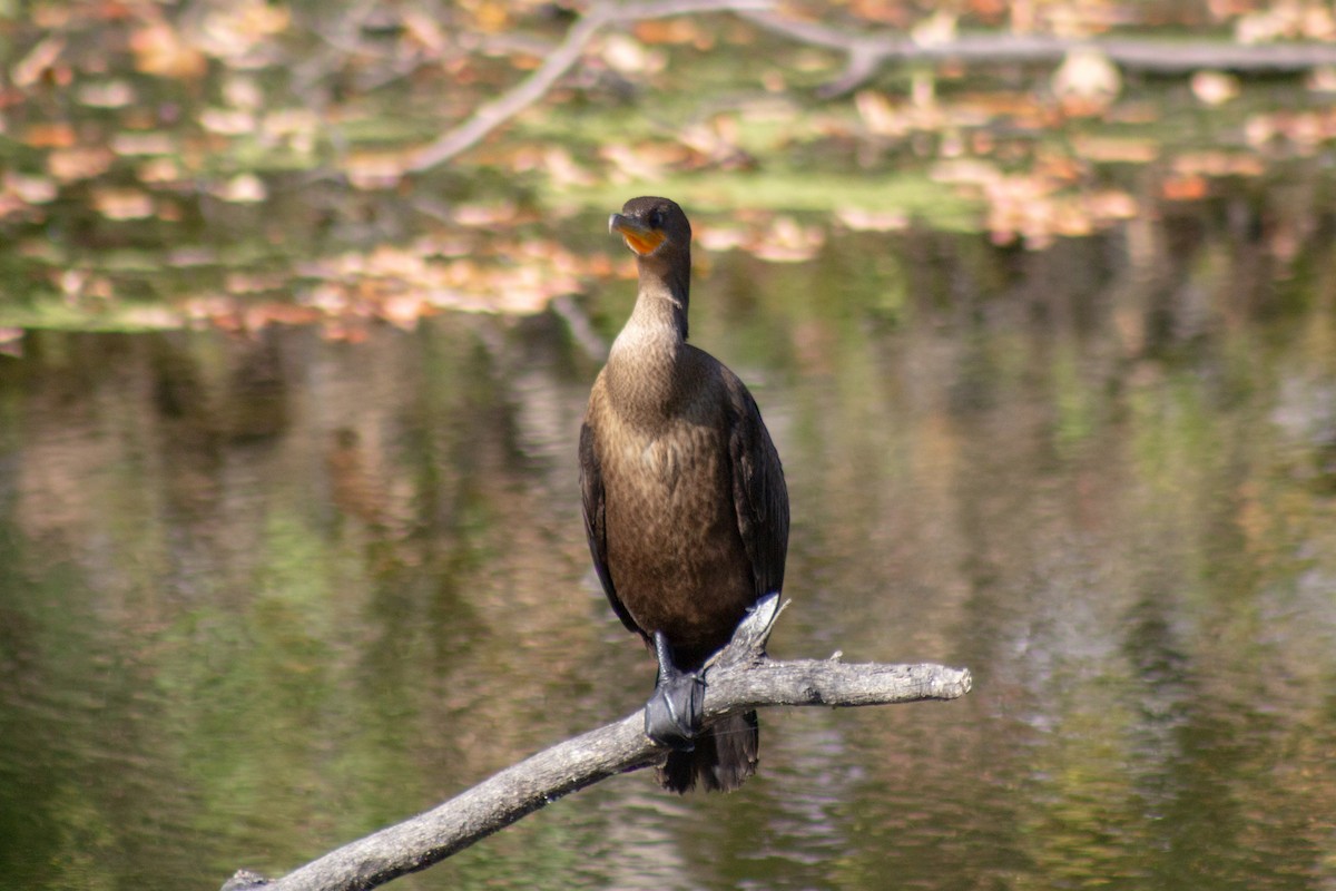 Cormoran à aigrettes - ML644682001