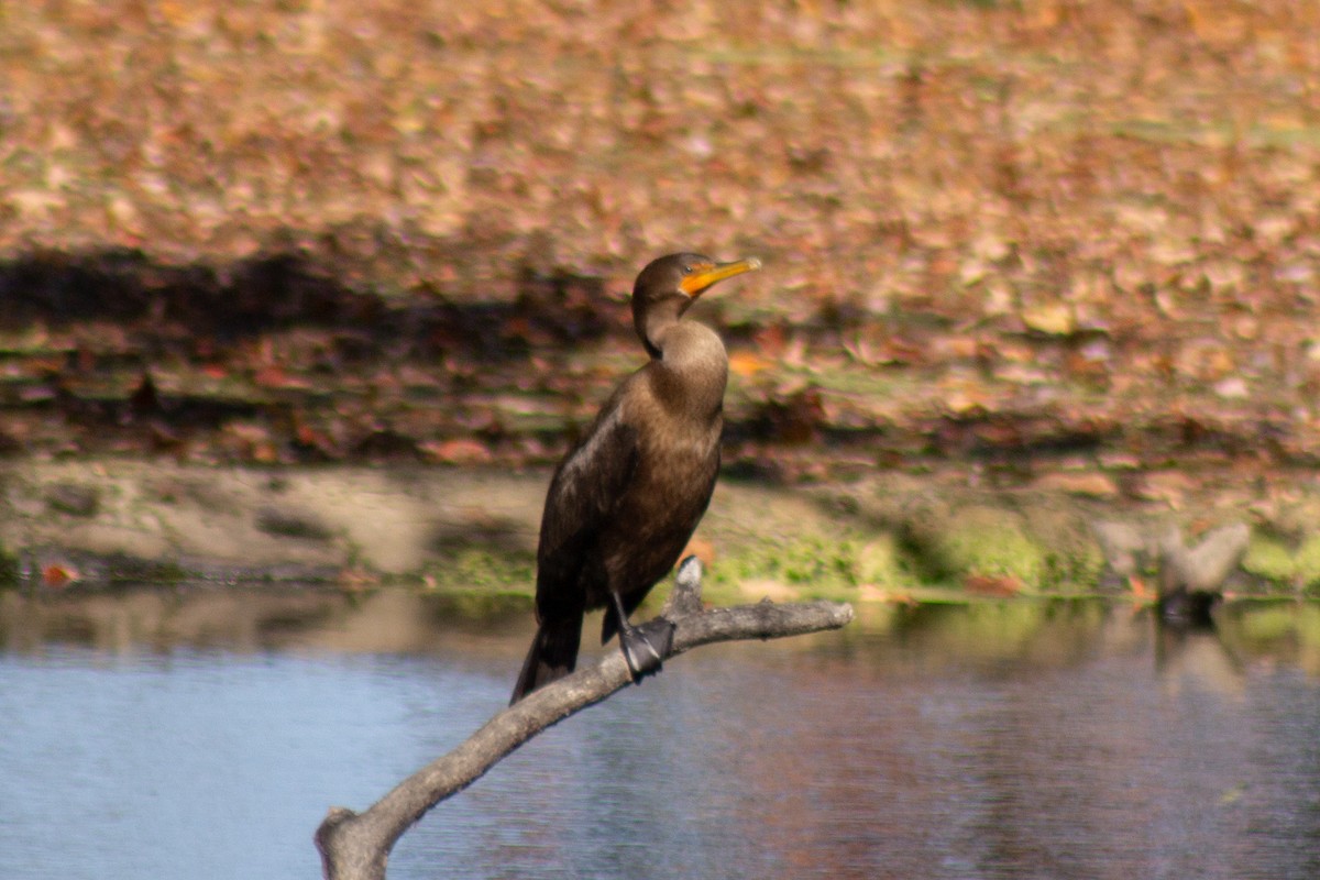 Cormoran à aigrettes - ML644682002