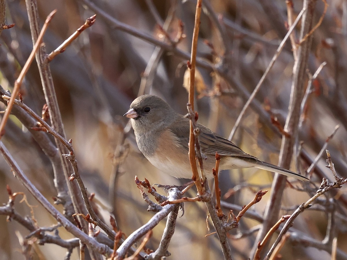 Dark-eyed Junco - ML644682006