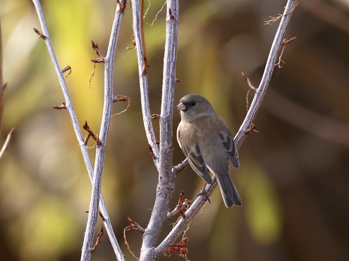 Dark-eyed Junco - ML644682007