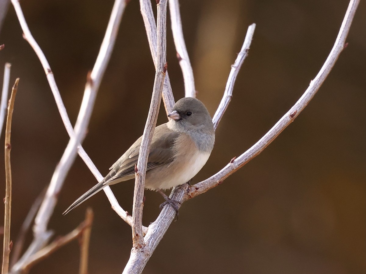 Dark-eyed Junco - ML644682008