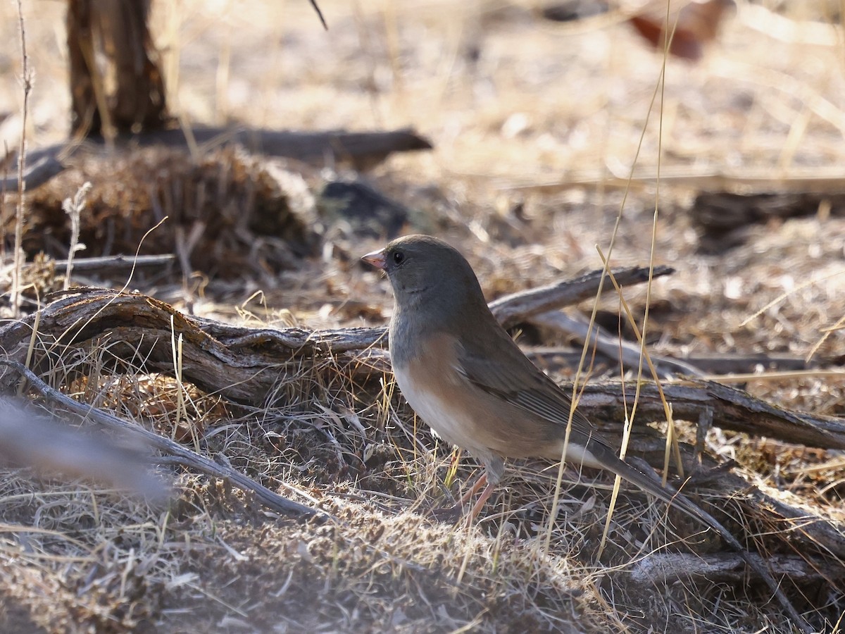 Dark-eyed Junco - ML644682013