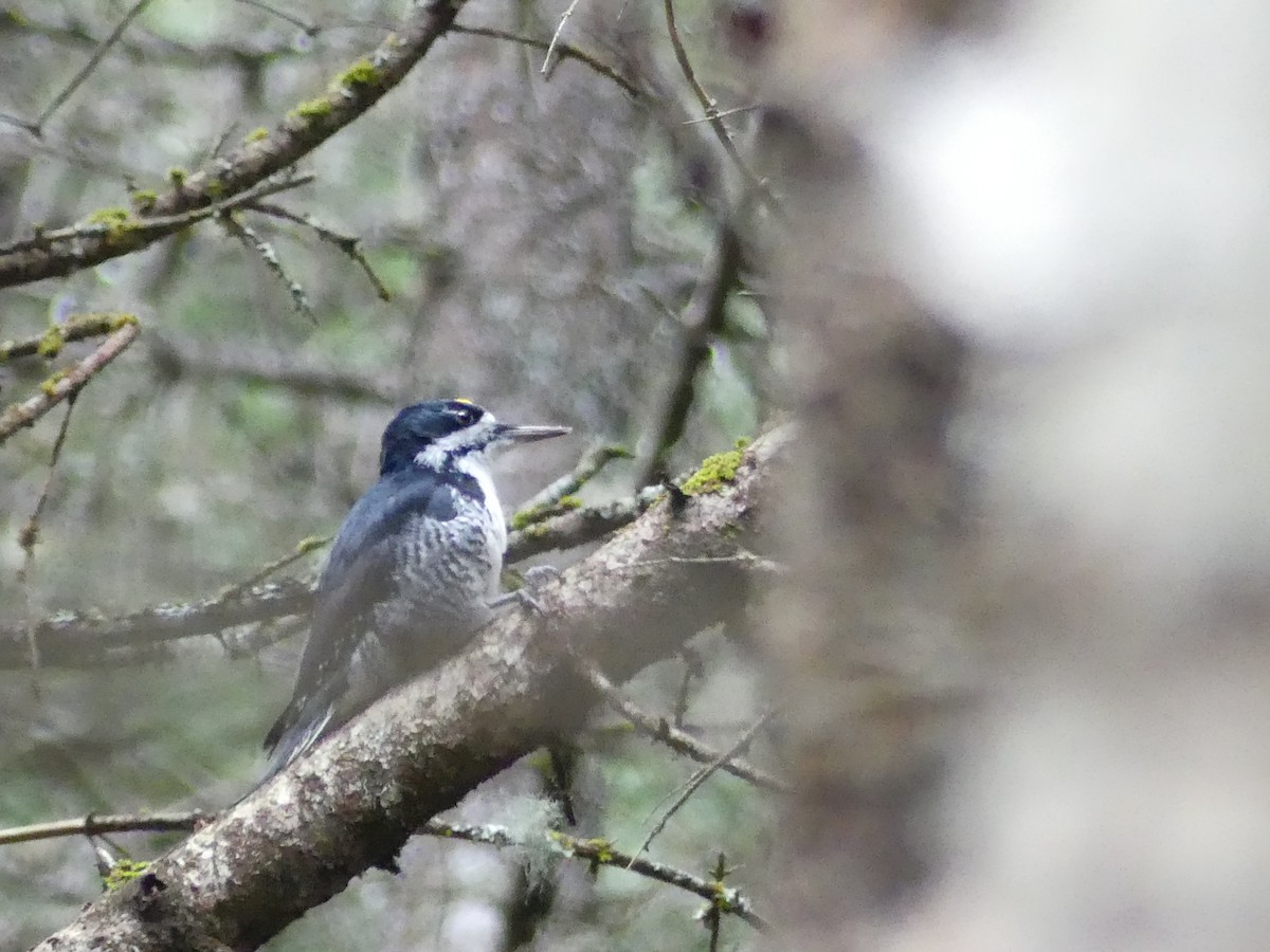 Black-backed Woodpecker - ML644682018