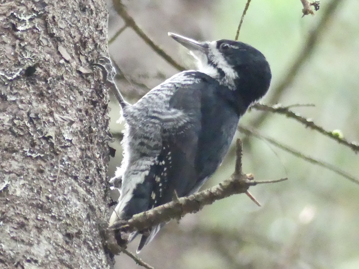 Black-backed Woodpecker - ML644682019