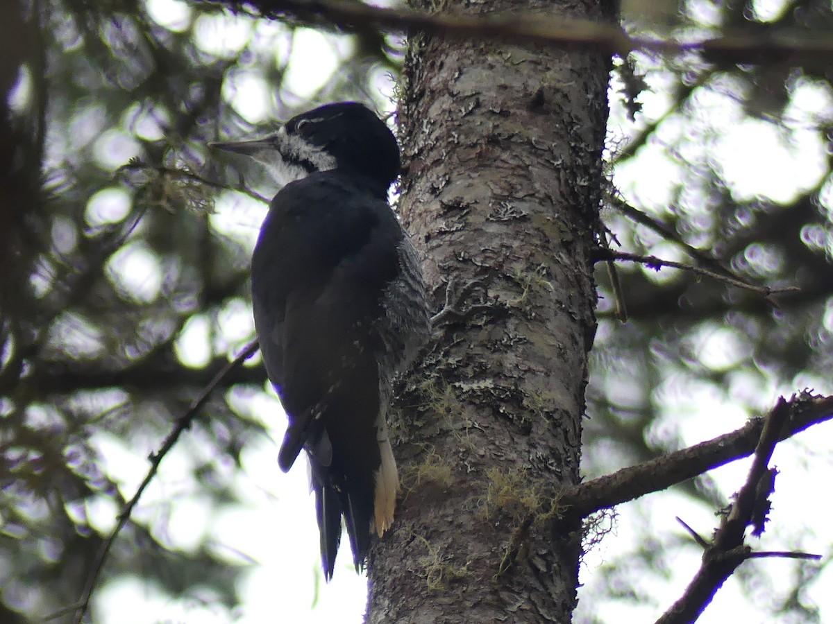 Black-backed Woodpecker - ML644682020