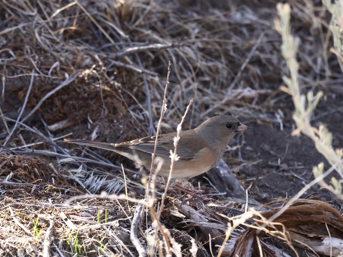 ユキヒメドリ - ML644682022