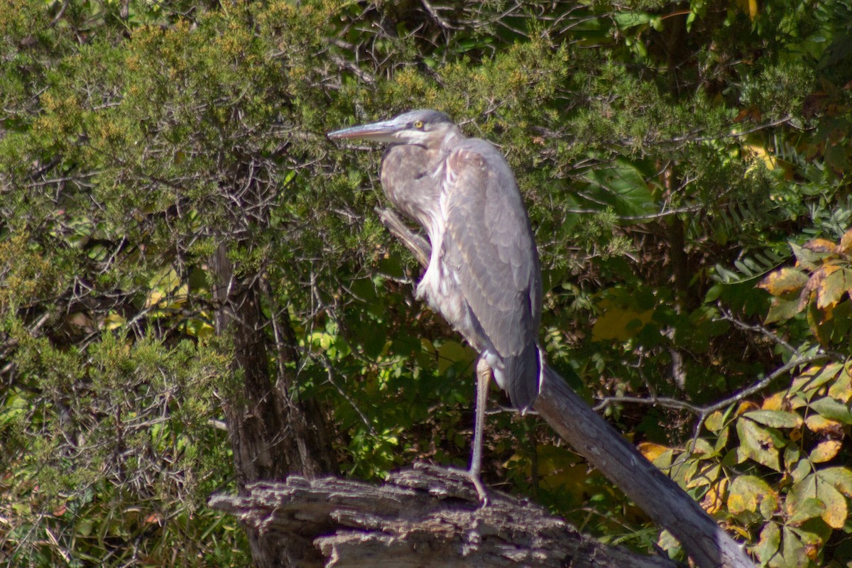 Great Blue Heron - ML644682025