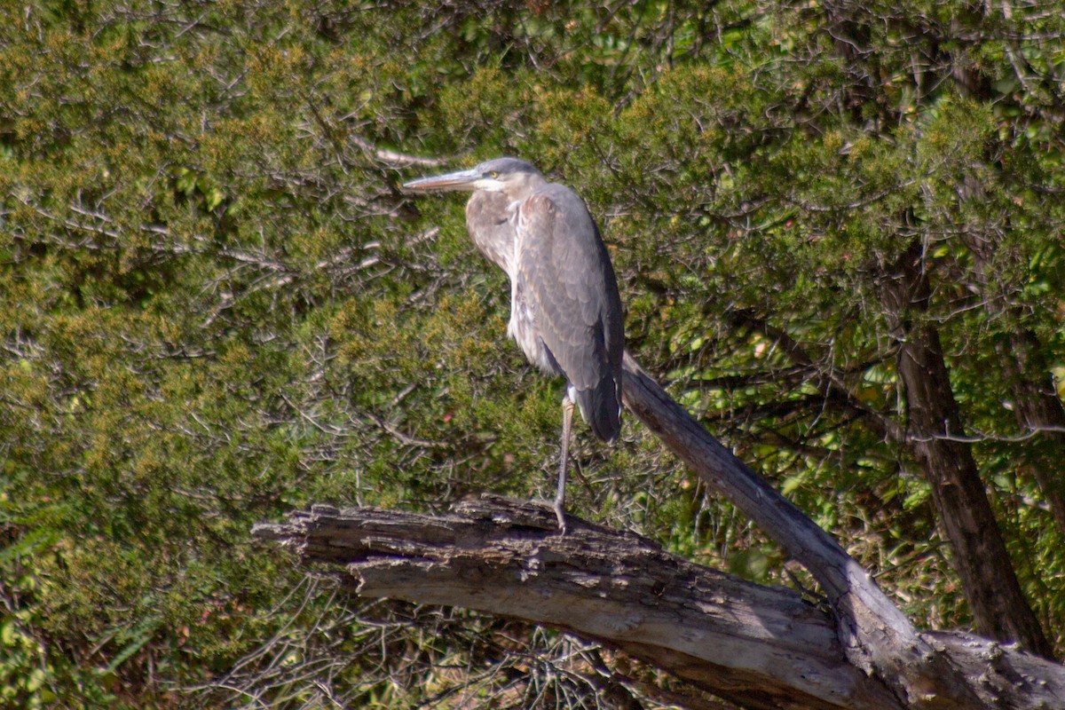 Great Blue Heron - ML644682026