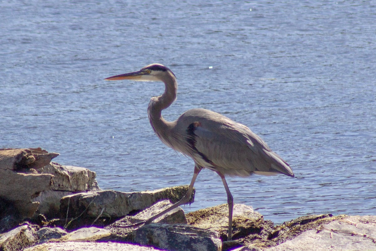 Great Blue Heron - ML644682027