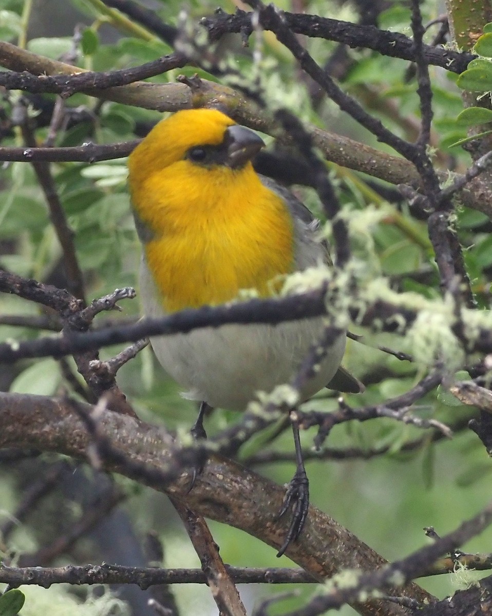 Шафрановая палила - ML644682030