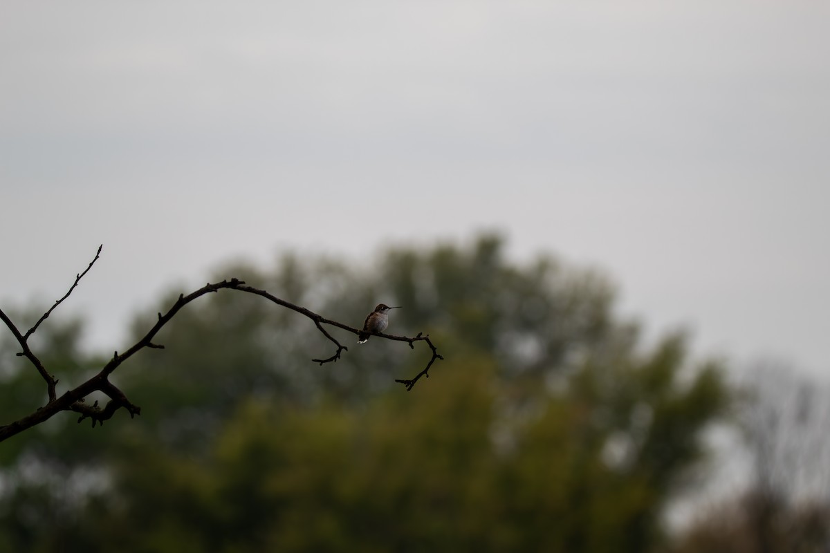 Ruby-throated Hummingbird - ML644682032