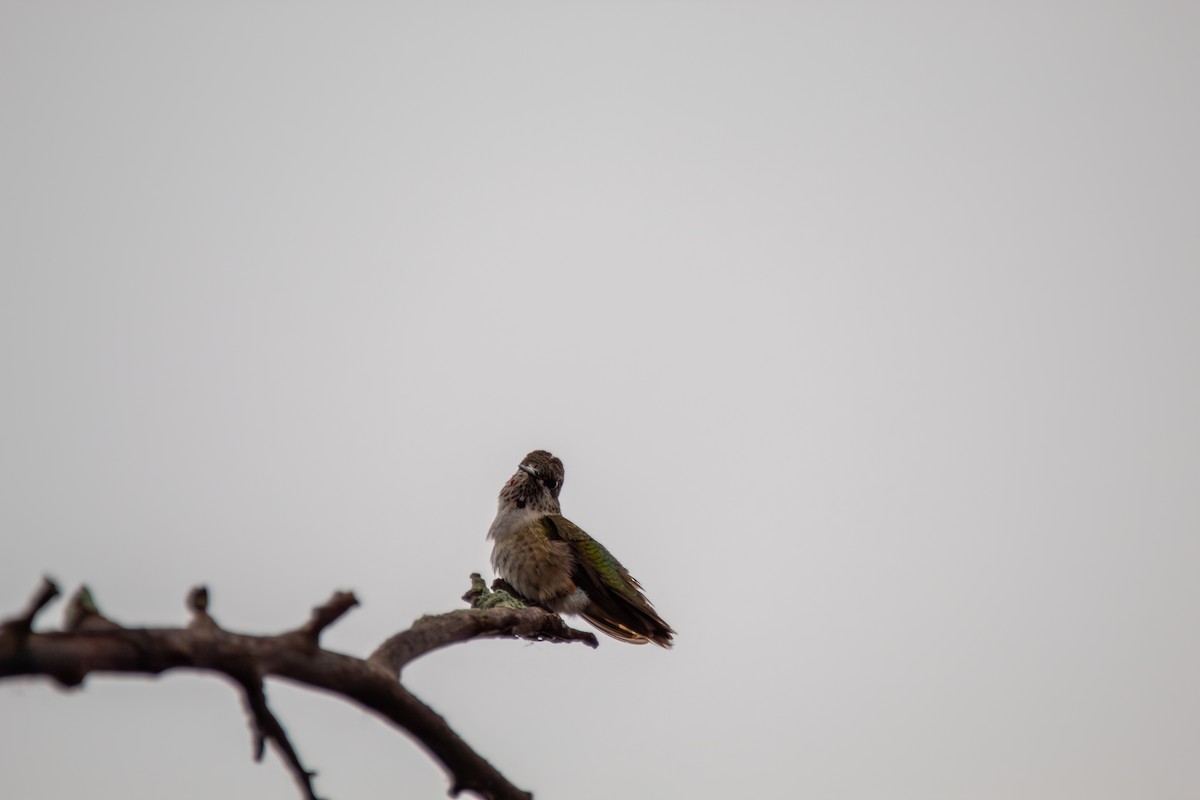 Ruby-throated Hummingbird - ML644682033