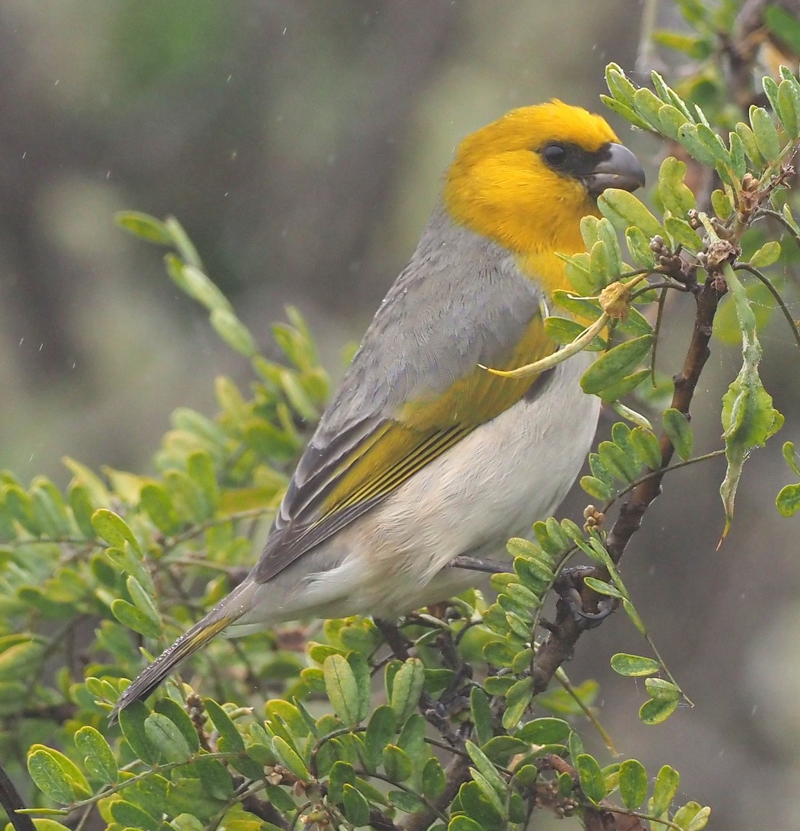 Шафрановая палила - ML644682034