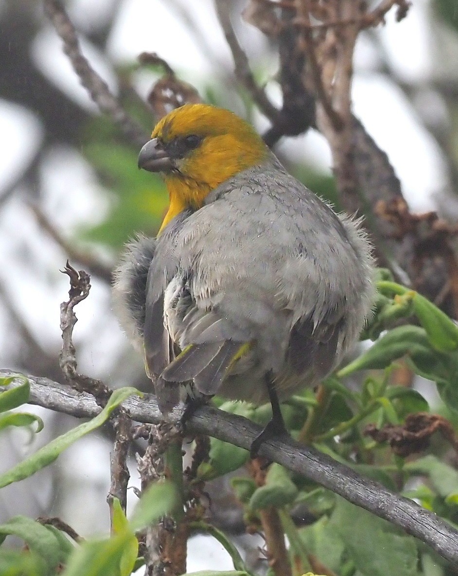 Шафрановая палила - ML644682035