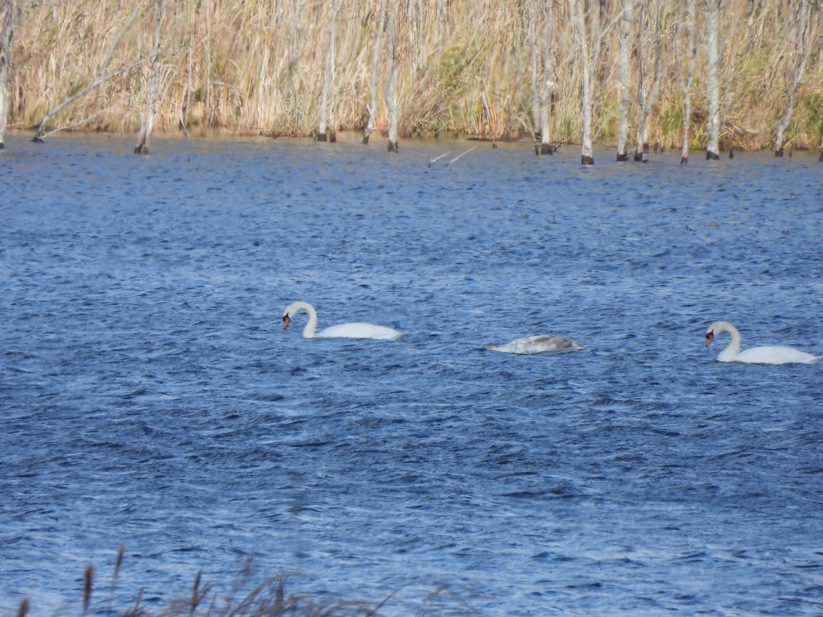 疣鼻天鵝 - ML644682041