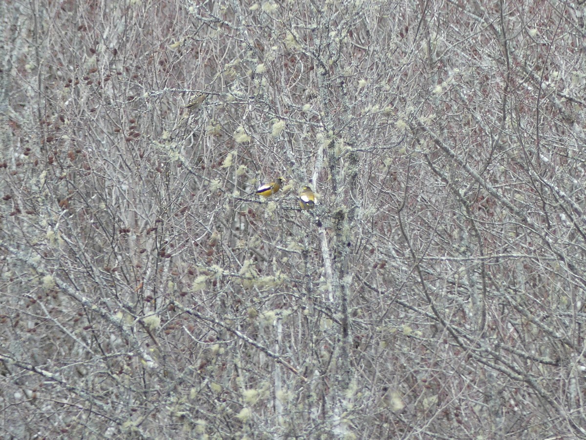 Evening Grosbeak - ML644682042