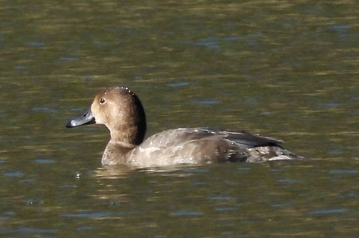 Американский нырок - ML644682043