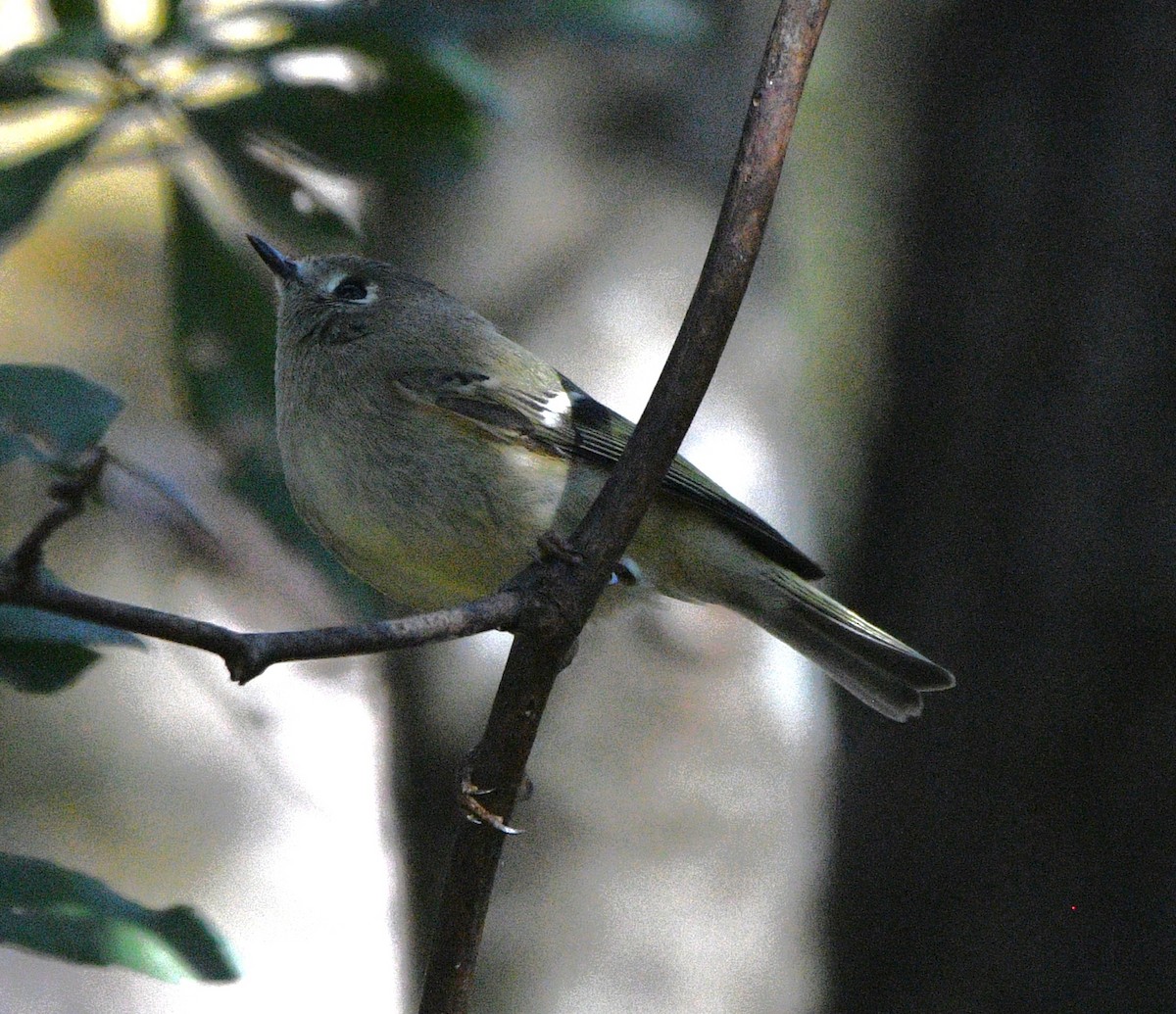 Rubingoldhähnchen - ML644682044