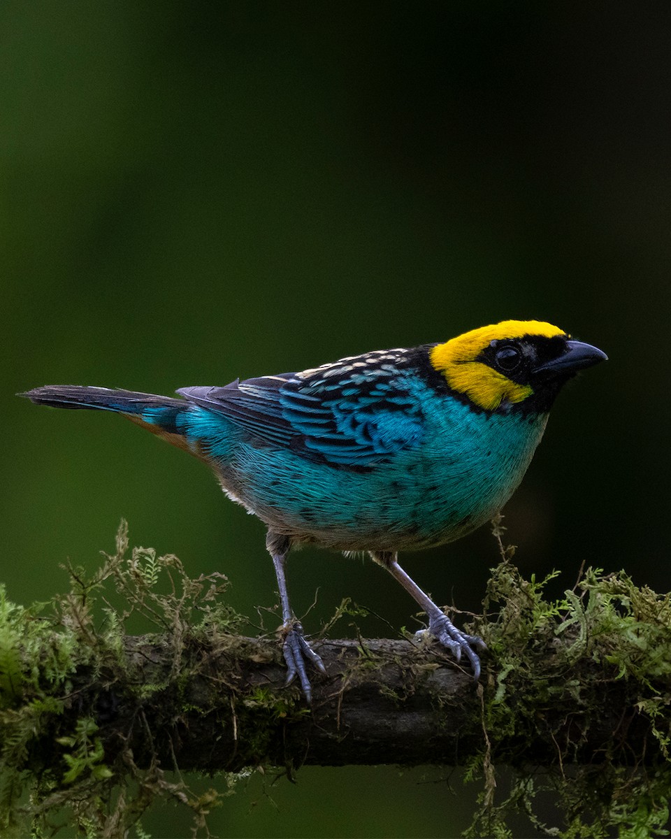Saffron-crowned Tanager - ML644682045