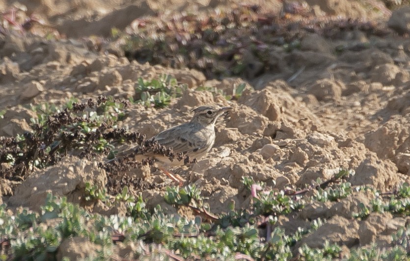 Короткопалый хохлатый жаворонок - ML644682046