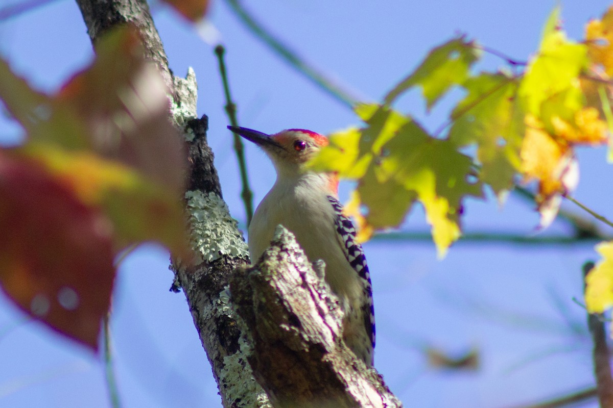 Каролинский дятел - ML644682047