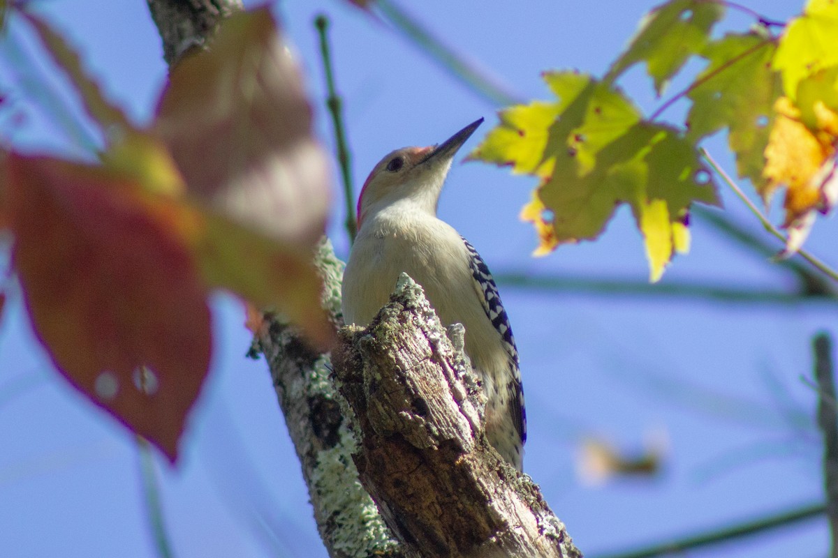 Каролинский дятел - ML644682048