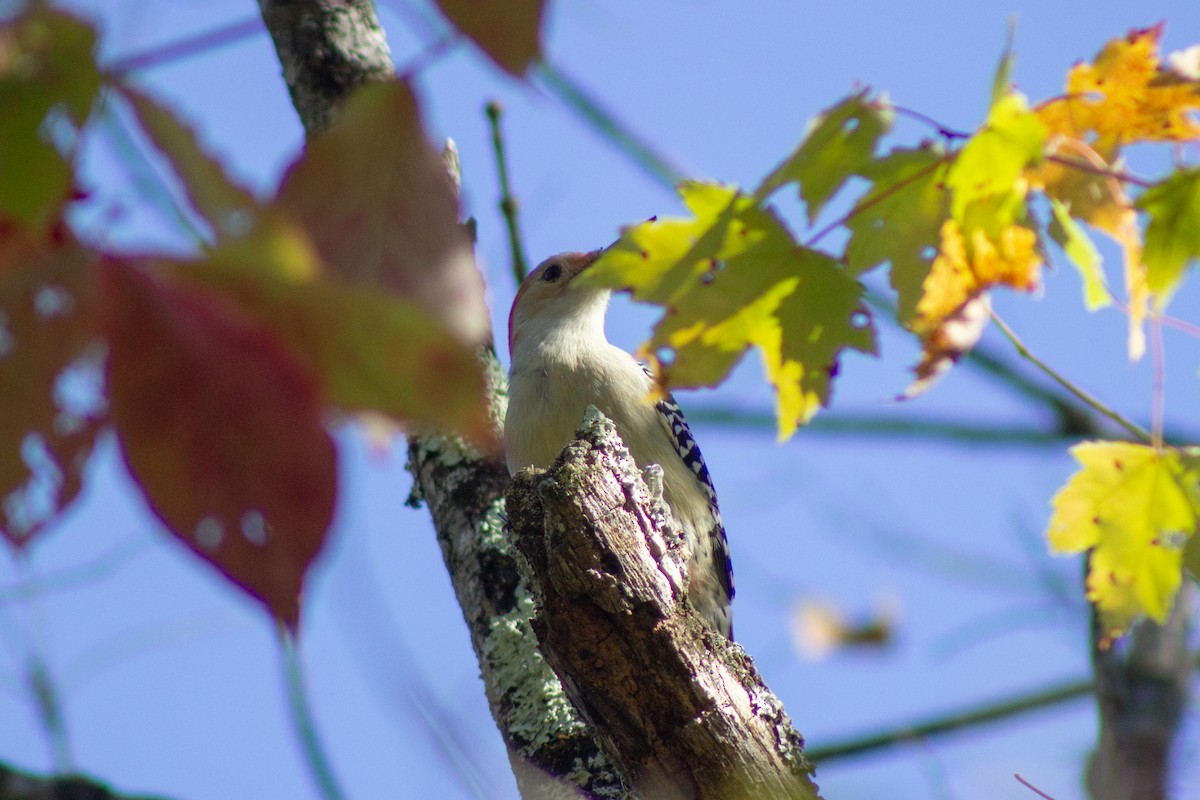 Каролинский дятел - ML644682049