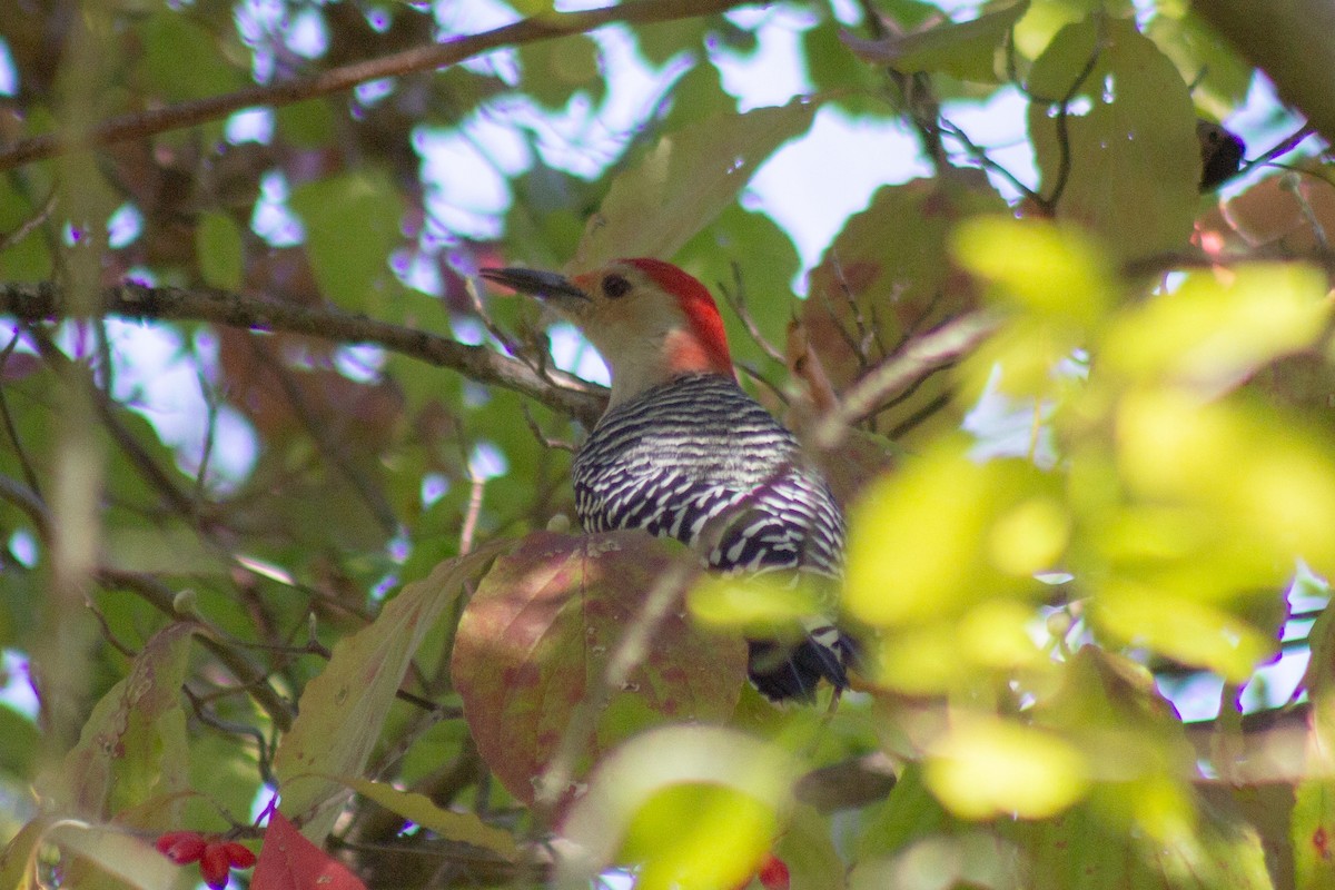 Каролинский дятел - ML644682050