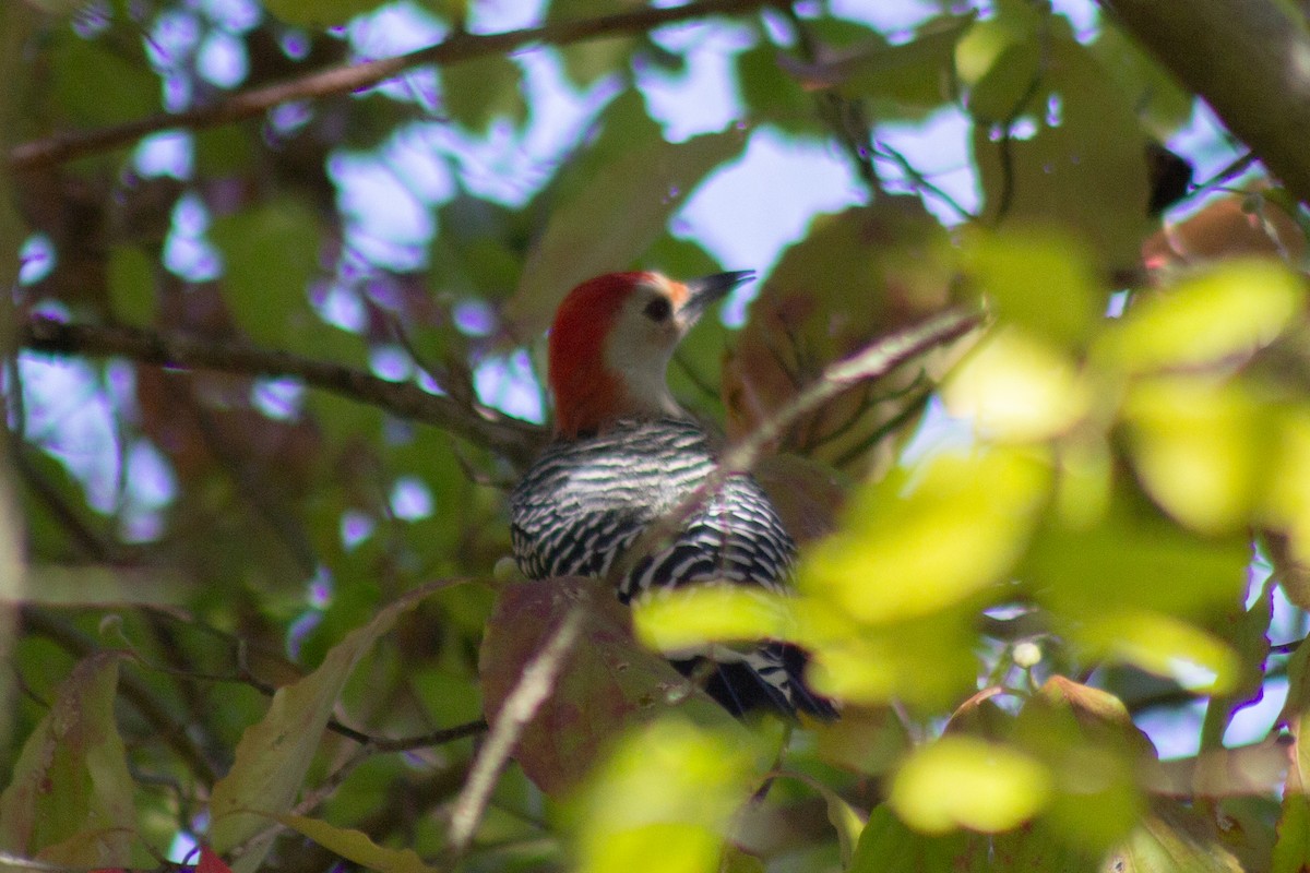 Каролинский дятел - ML644682051