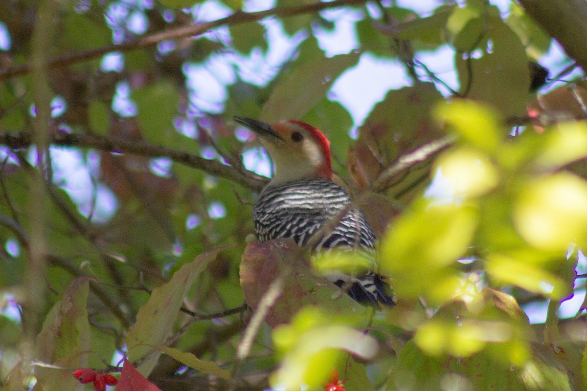 Каролинский дятел - ML644682052