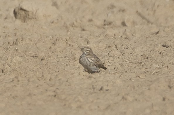 Малый жаворонок - ML644682053