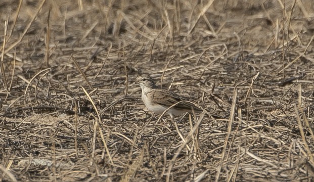 Малый жаворонок - ML644682054