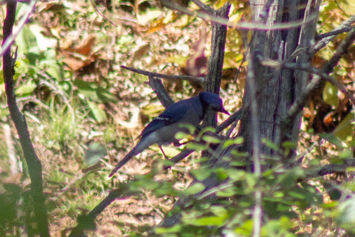 Blue Jay - ML644682056