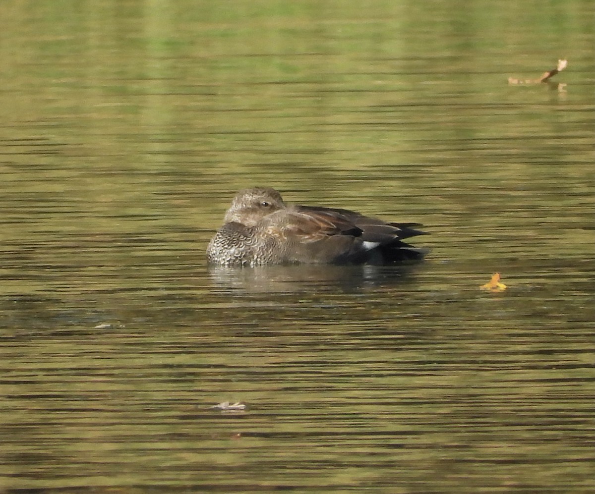 Серая утка - ML644682057