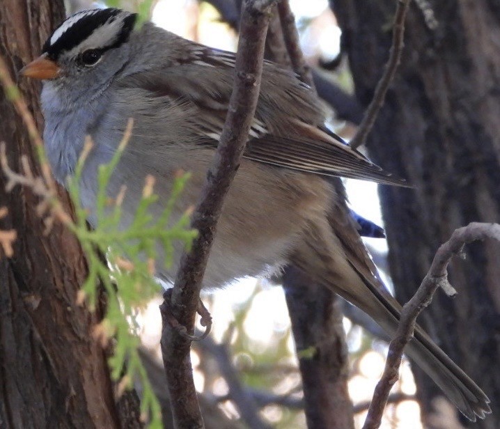 Белобровая овсянка - ML644682058