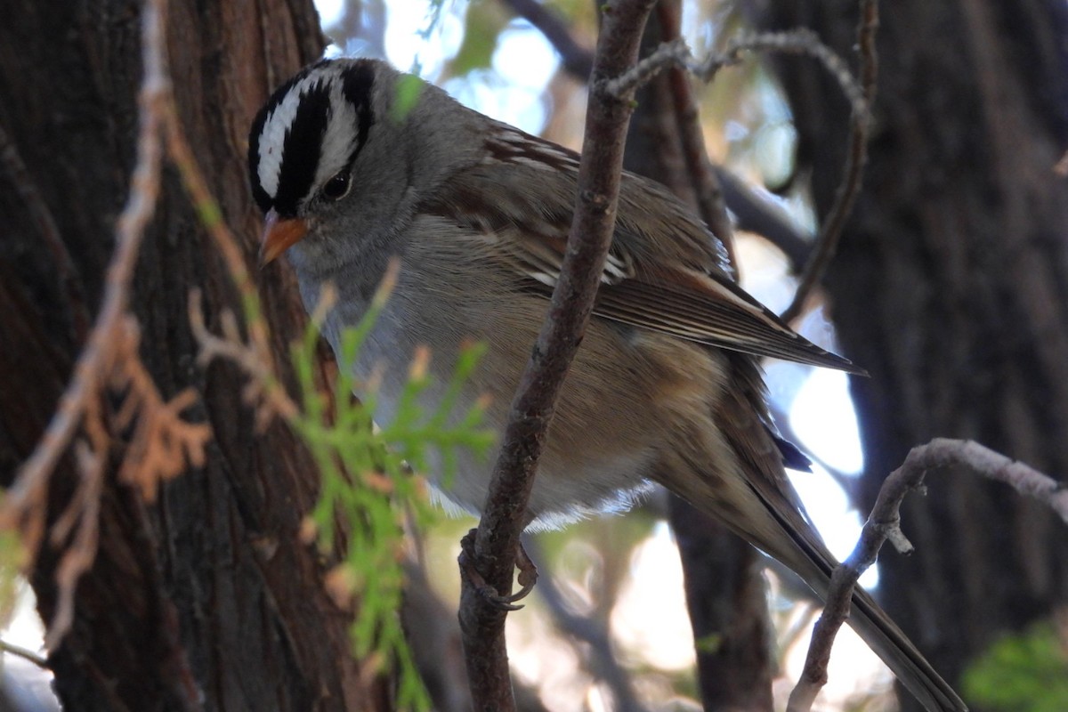 Белобровая овсянка - ML644682059