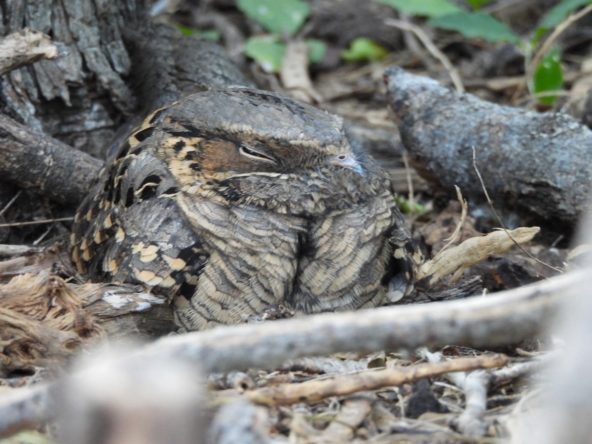 Пораке - ML644682061