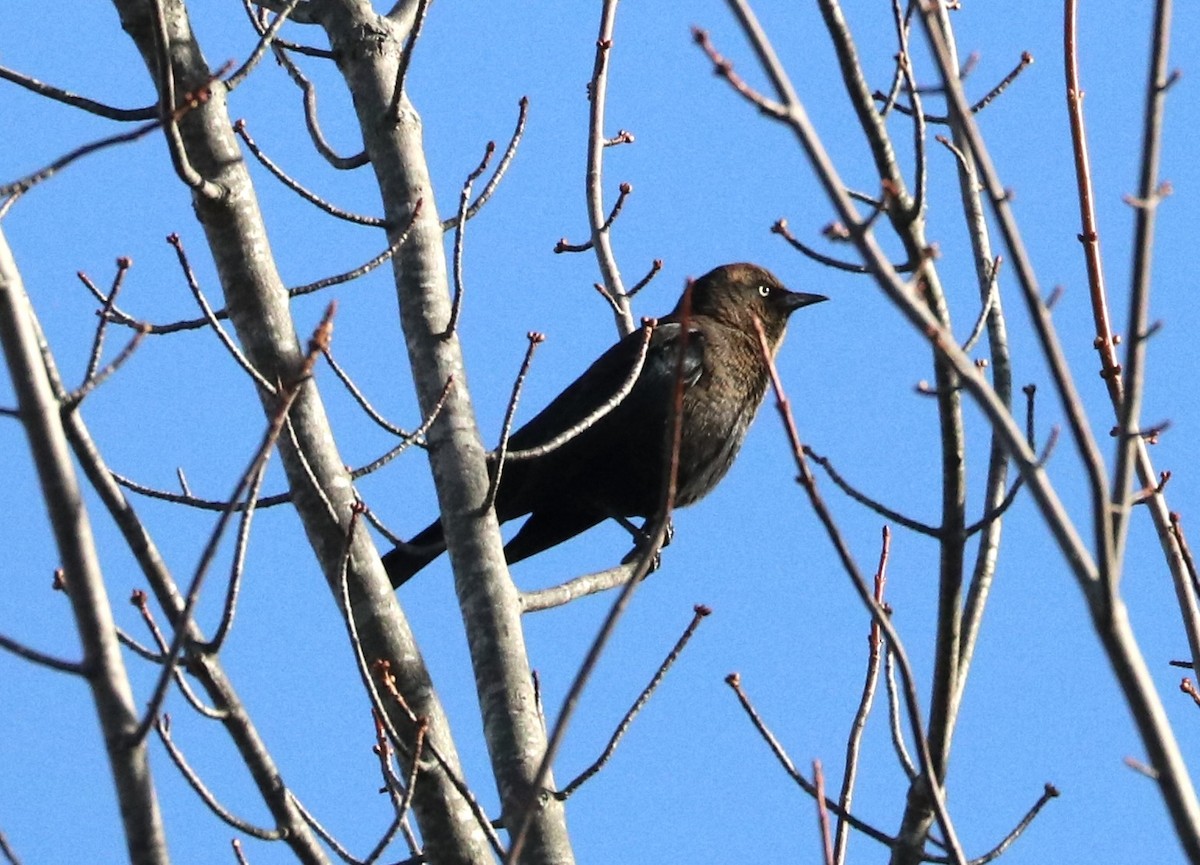 Ржавчатый трупиал - ML644682062