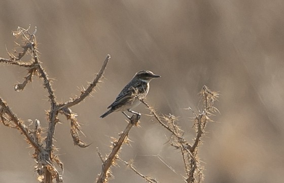 Луговой чекан - ML644682064