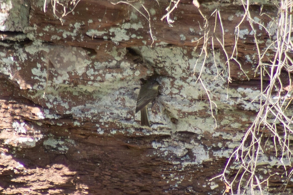 Светлобрюхий фиби - ML644682065