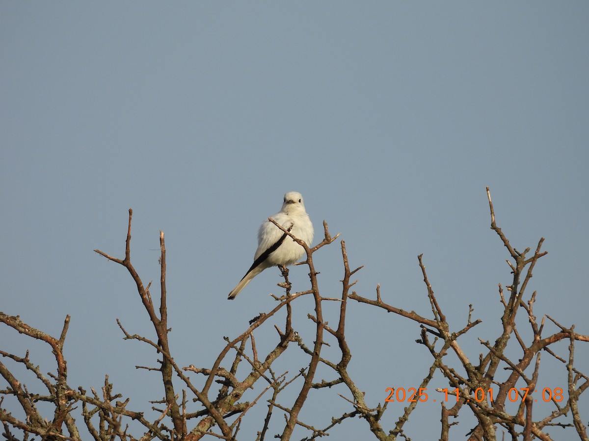 Белая монашка - ML644682066