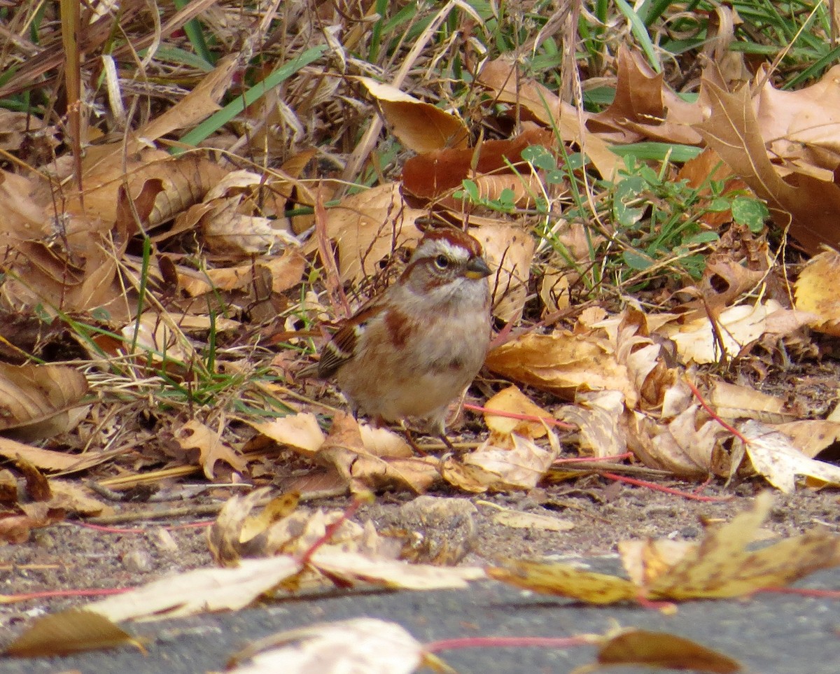 Воробьиная овсянка - ML644682067