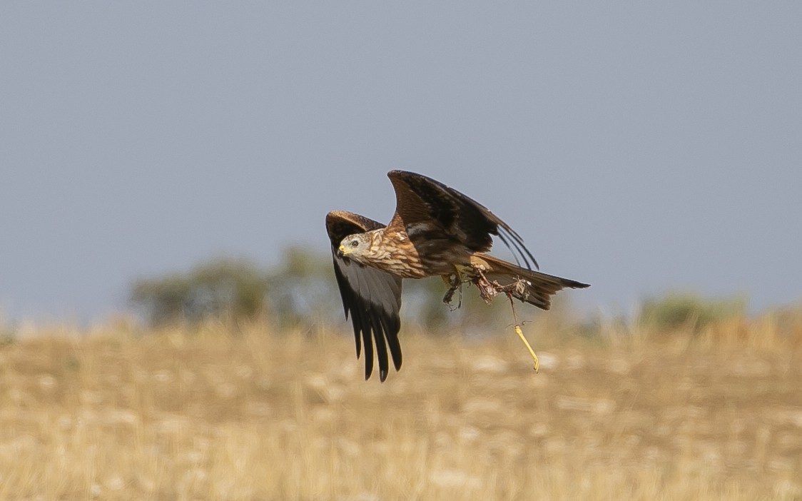 Красный коршун - ML644682068