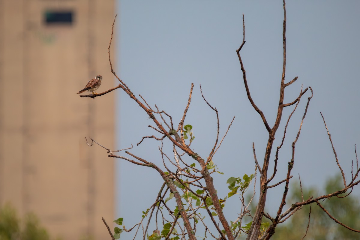 Воробьиная пустельга - ML644682069