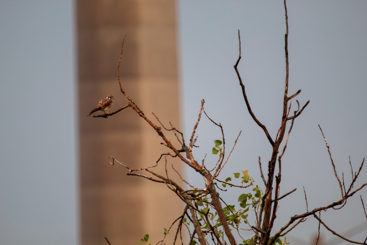 Воробьиная пустельга - ML644682070