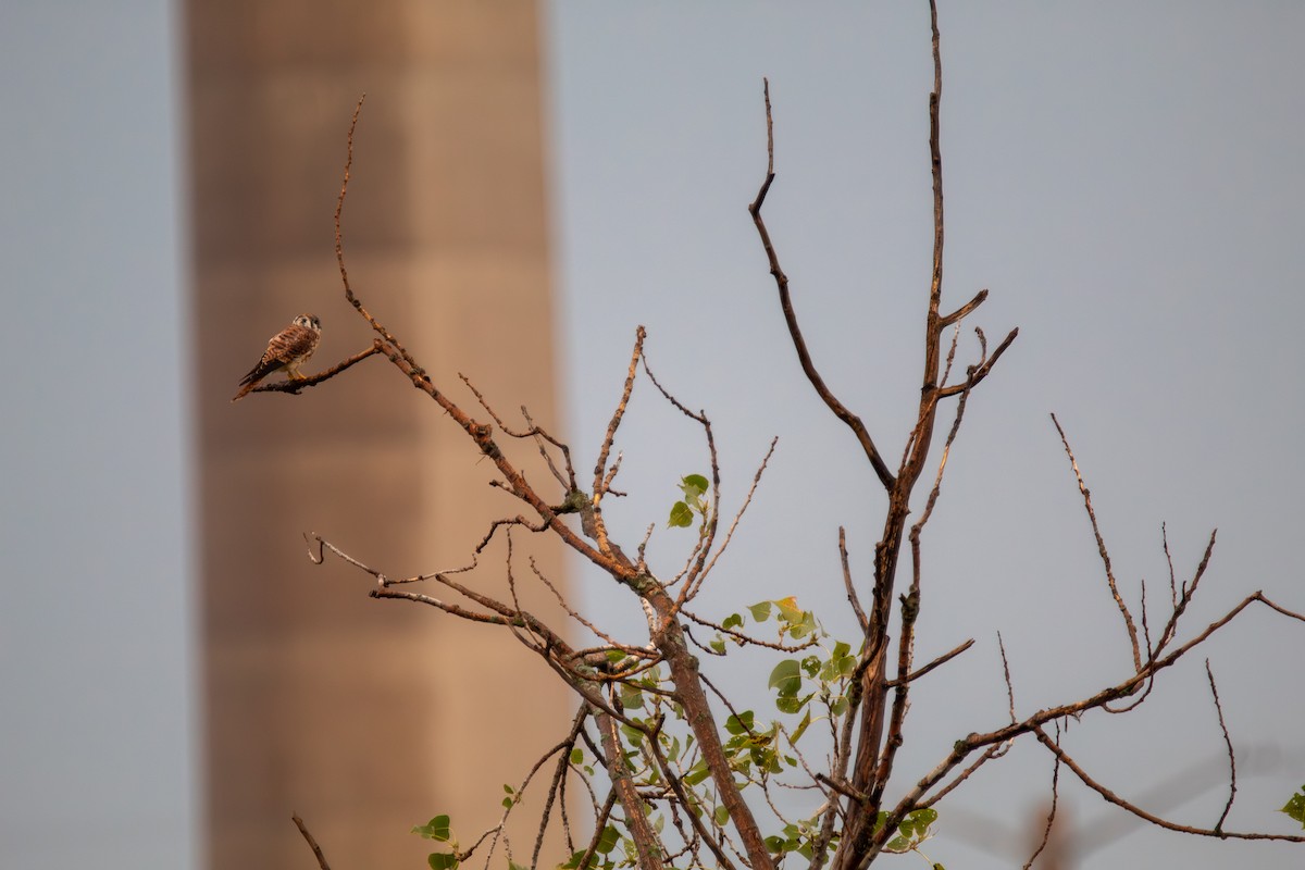 Воробьиная пустельга - ML644682071