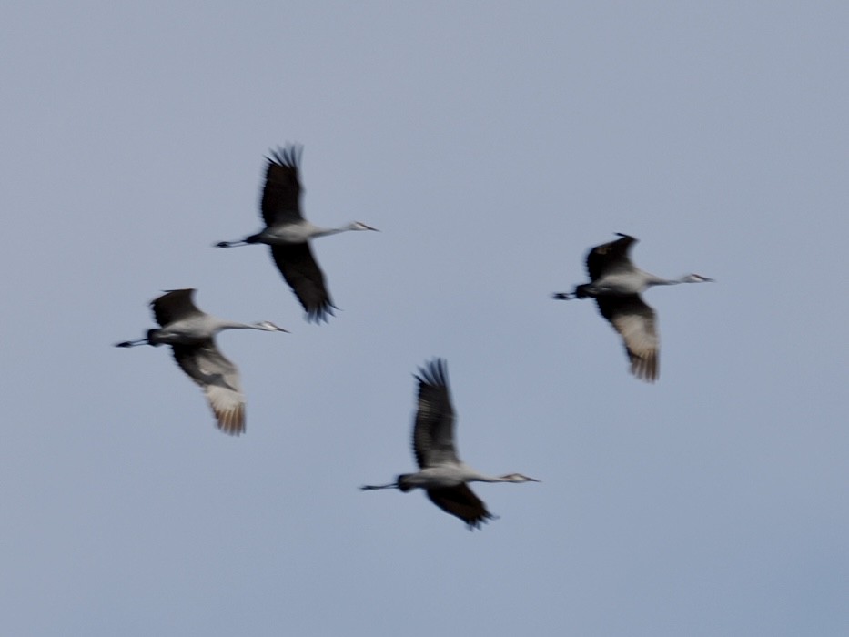 Канадский журавль - ML644682072